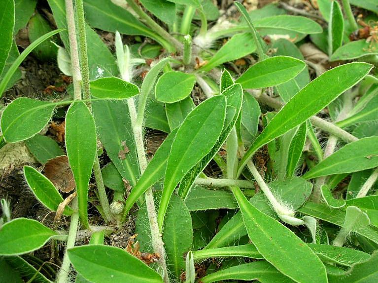 Pilosella officinarum (= Hieracium pilosella) / Pelosella